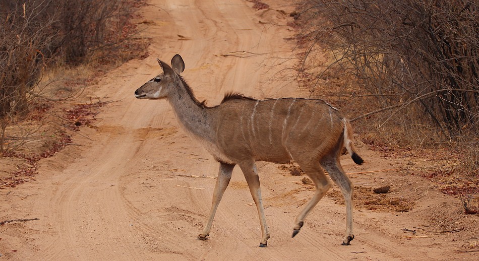 Großer Kudu, Weibchen