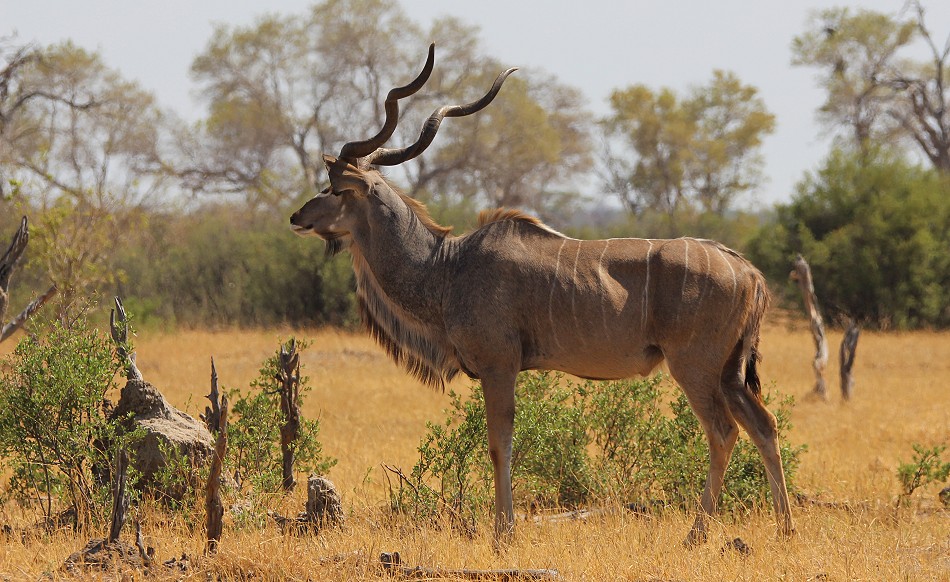 Großer Kudu