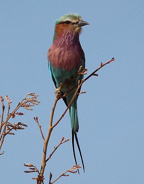 Gabelracke o. Grünscheitel