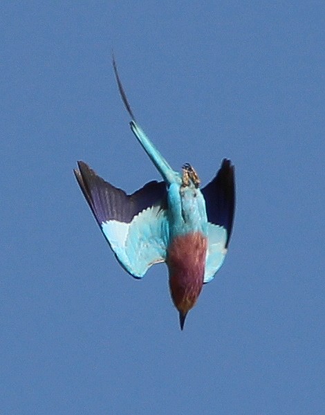 Gabelracke o. Grünscheitel