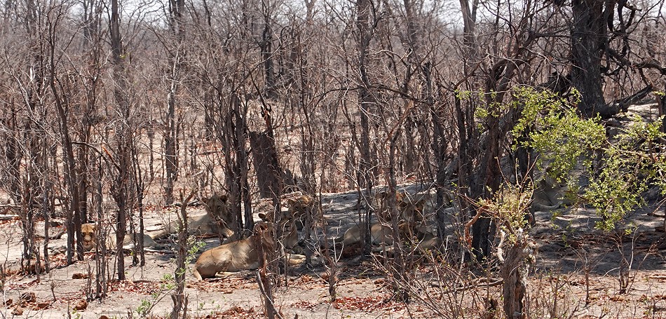 erste Löwen im Hwange National Park