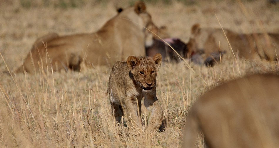 Löwen am Elefantenkadaver, Hwange National Park