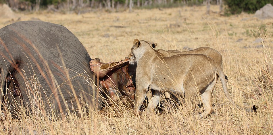 Löwen am Elefantenkadaver, Hwange National Park