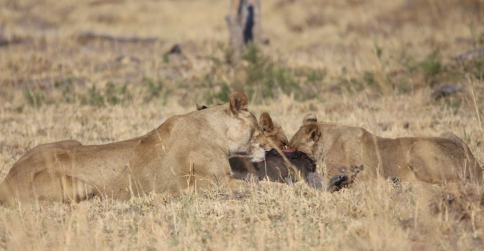 Löwen am Elefantenkadaver, Hwange National Park
