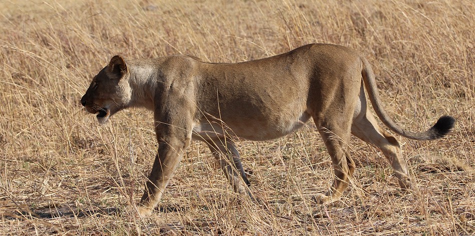 Löwen am Elefantenkadaver, Hwange National Park