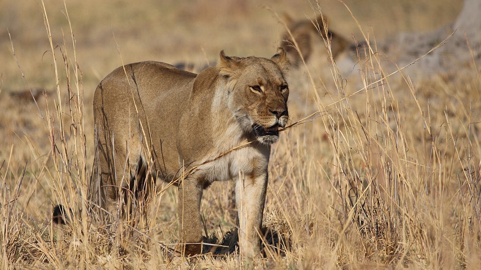 Löwen am Elefantenkadaver, Hwange National Park