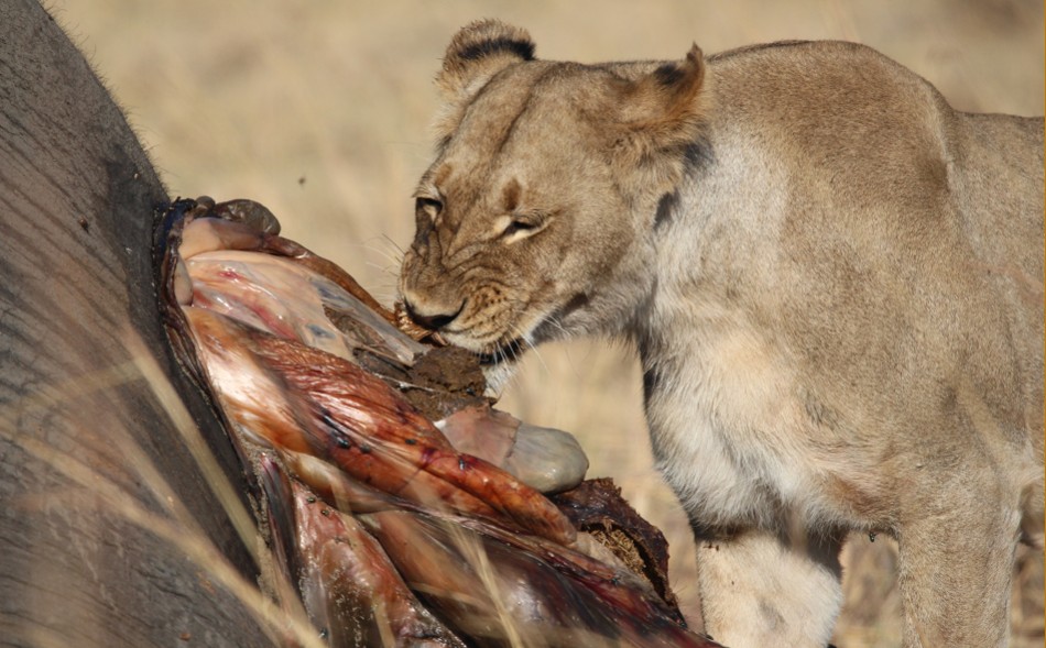 Löwen am Elefantenkadaver, Hwange National Park