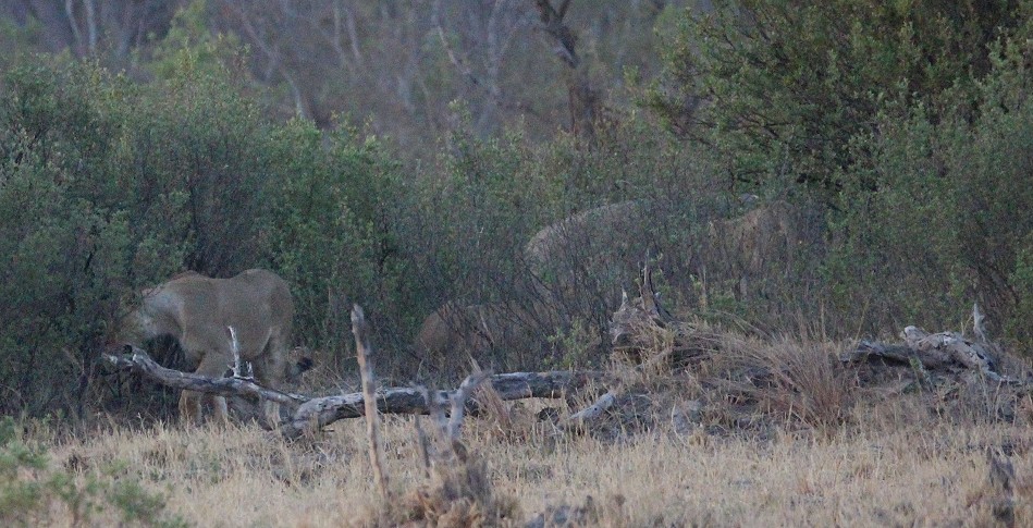 Löwen im Hwange National Park