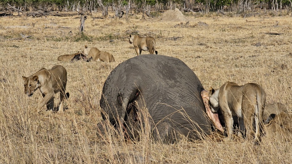 Löwen am Elefantenkadaver, Hwange National Park