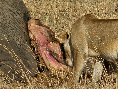 Löwen am Elefantenkadaver, Hwange National Park