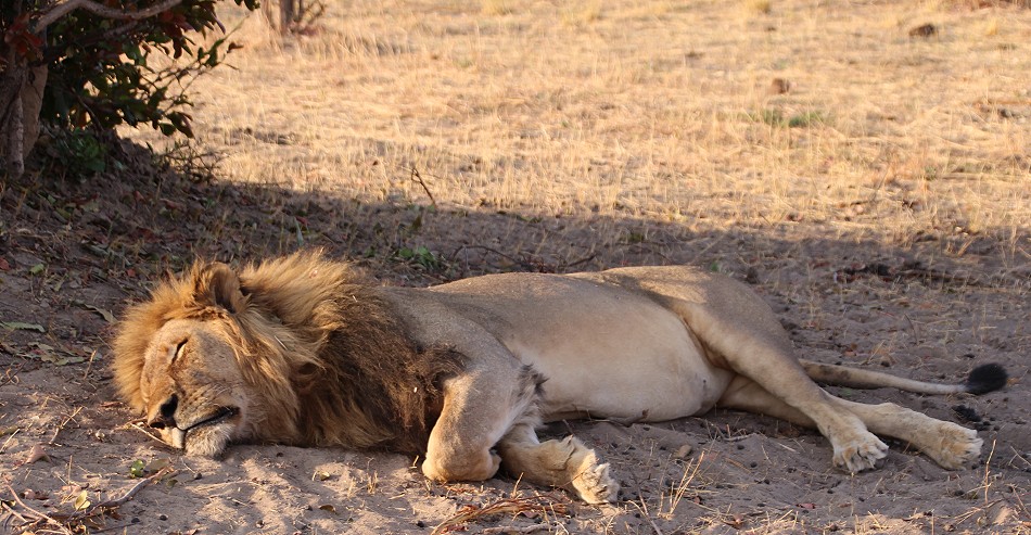 Löwen Begegnung im Hwange National Park