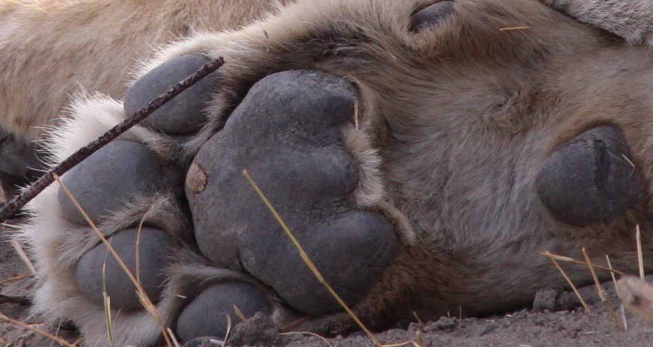 Löwen Begegnung im Hwange National Park