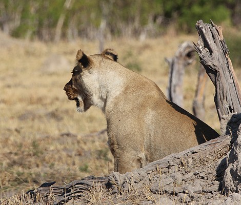 Löwen am Elefantenkadaver, Hwange National Park
