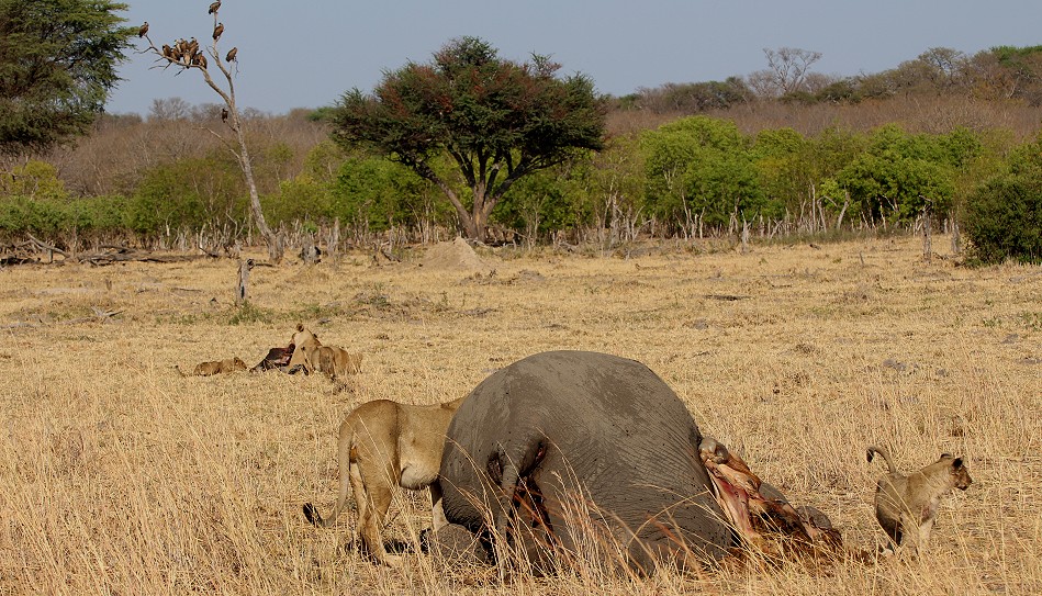 Löwen am Elefantenkadaver, Hwange National Park