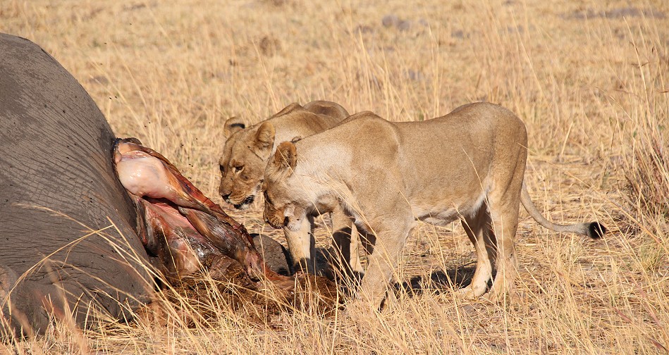 Löwen am Elefantenkadaver, Hwange National Park