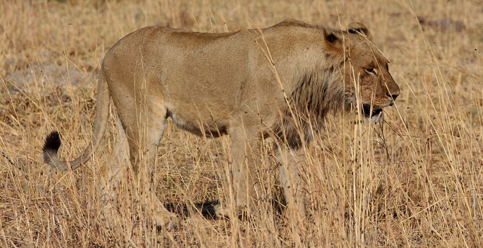 Löwen am Elefantenkadaver, Hwange National Park