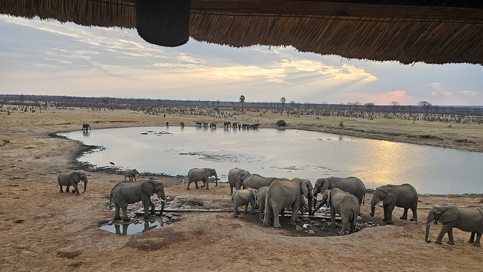 Wildbeobachtung am Masuma Dam, Hwange Park