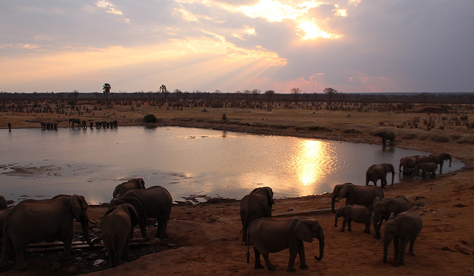 Elefanten am Masuma Dam