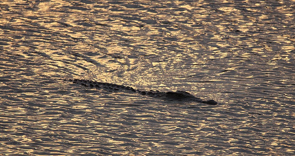 Nilkrokodil im Masuma Dam