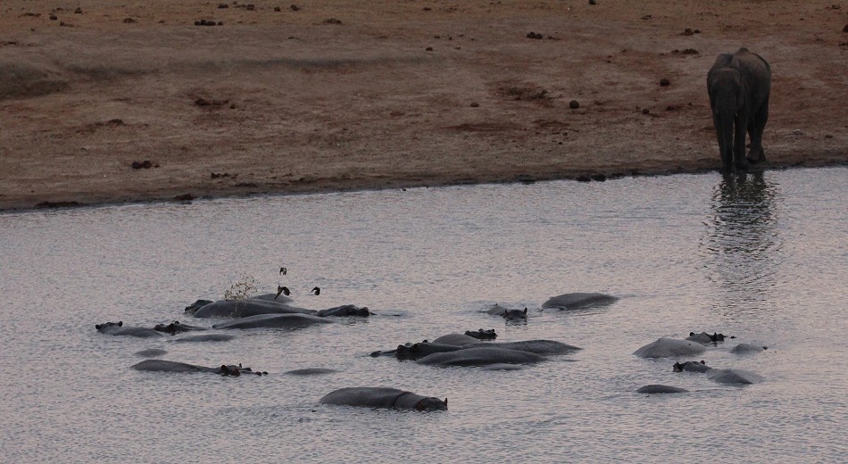 Flusspferde im Masuma Dam Wasserloch
