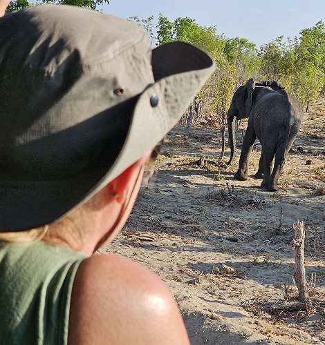 Elefanten im Hwange National Park