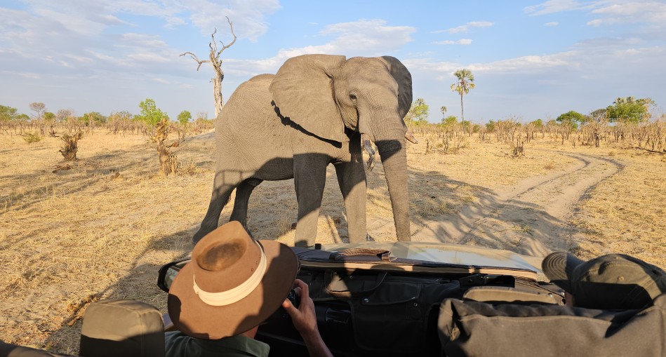 Elefantenbegegnung im Hwange National Park