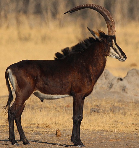 Rappenantilope