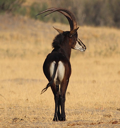 Rappenantilope