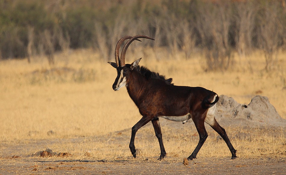 Rappenantilope