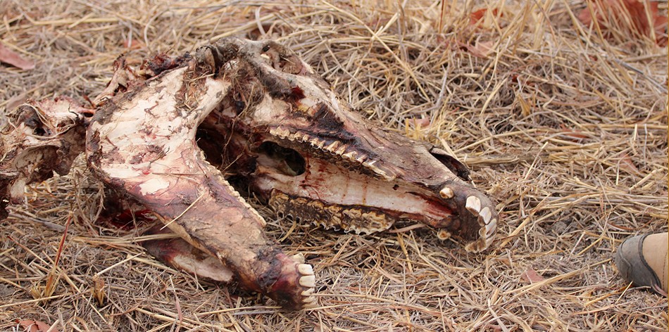 Giraffenkadaver