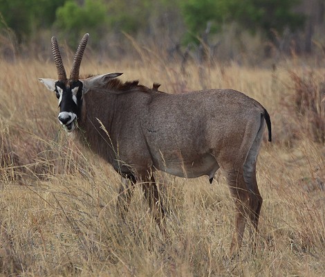 Roan Antilope im Hwange National Park