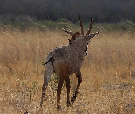 Roan Antilope im Hwange National Park