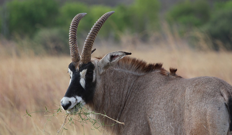 Roan Antilope im Hwange National Park