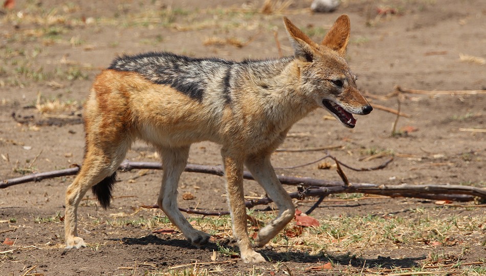 Schbrackenschakal im Hwange National Park