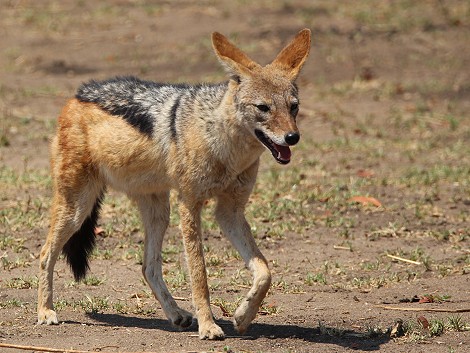 Schbrackenschakal im Hwange National Park