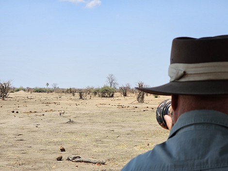Schbrackenschakal im Hwange National Park