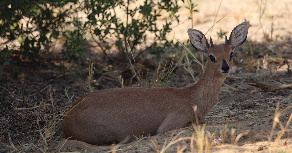Steinböckchen im Hwange National Park