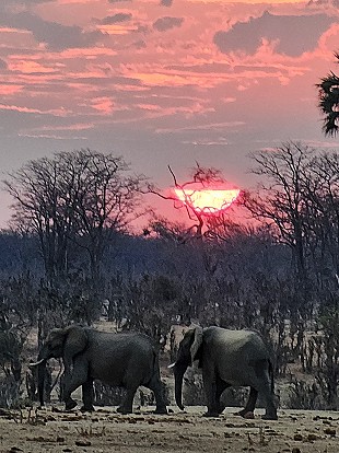 Sundowner im Hwange National Park