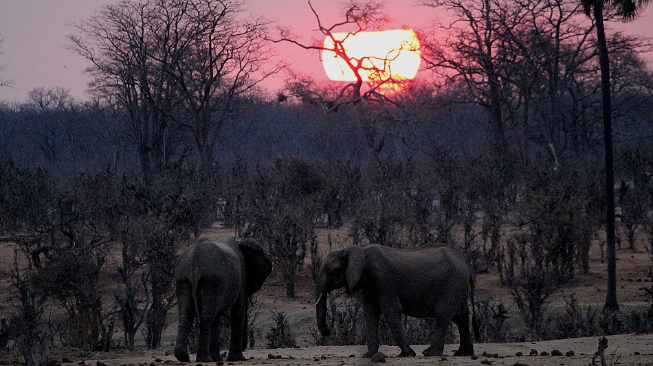 Sonnenuntergang im Hwange Park