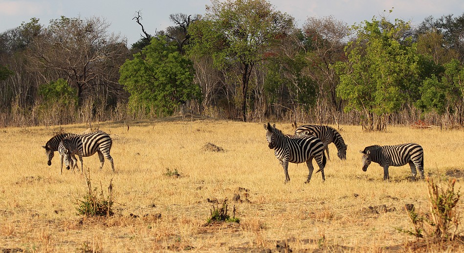 Steppenzebras im Hwange National Park