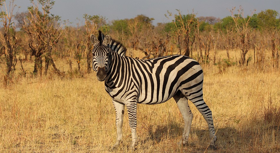 Steppenzebra im Hwange National Park