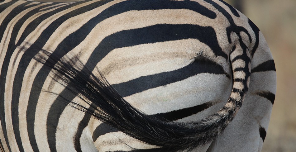 dieses Zebra tauften wir auf Neptun