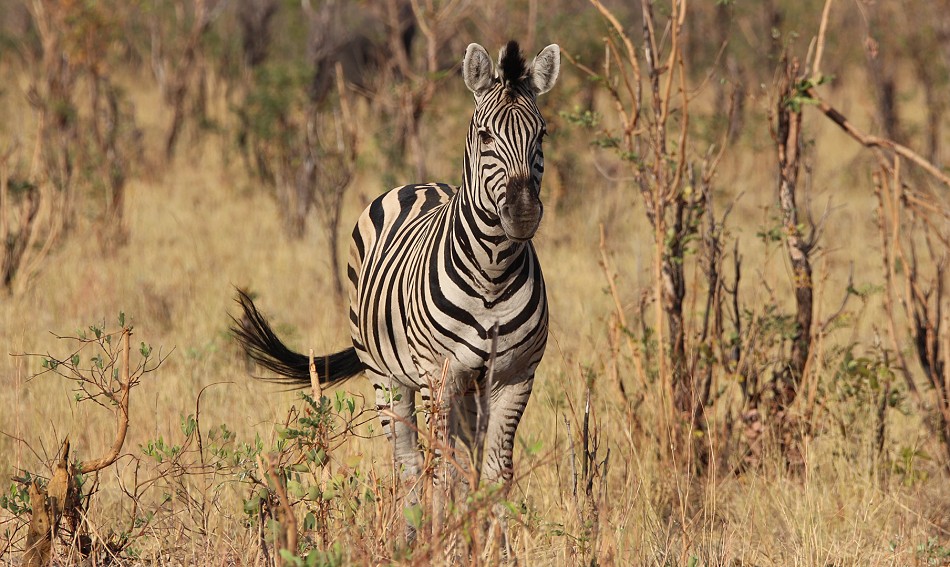 dieses Zebra tauften wir auf Neptun