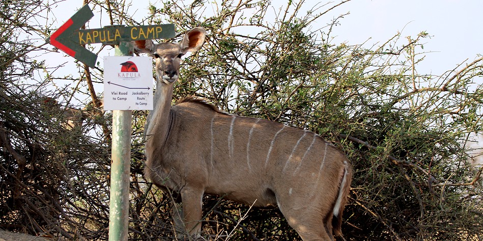 Großer Kudu (Weibchen) auf dem Weg zum Kapula Camp