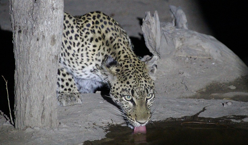 Nächtlicher Besuch, Leopard im Kapula South Camp