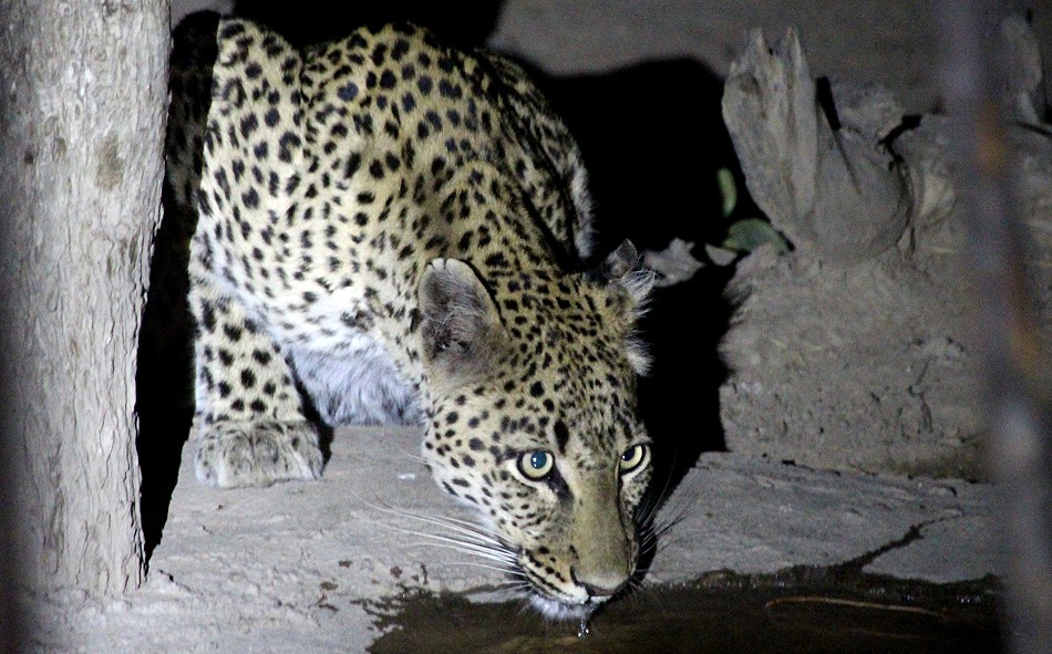 Nächtlicher Besuch, Leopard im Kapula South Camp