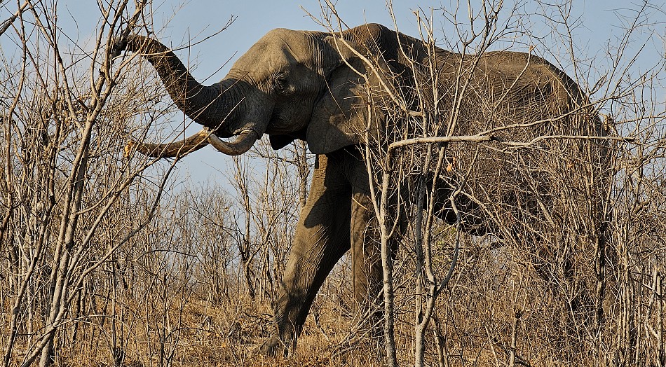 spannende Elefantenbegegnung im Hwange National Park