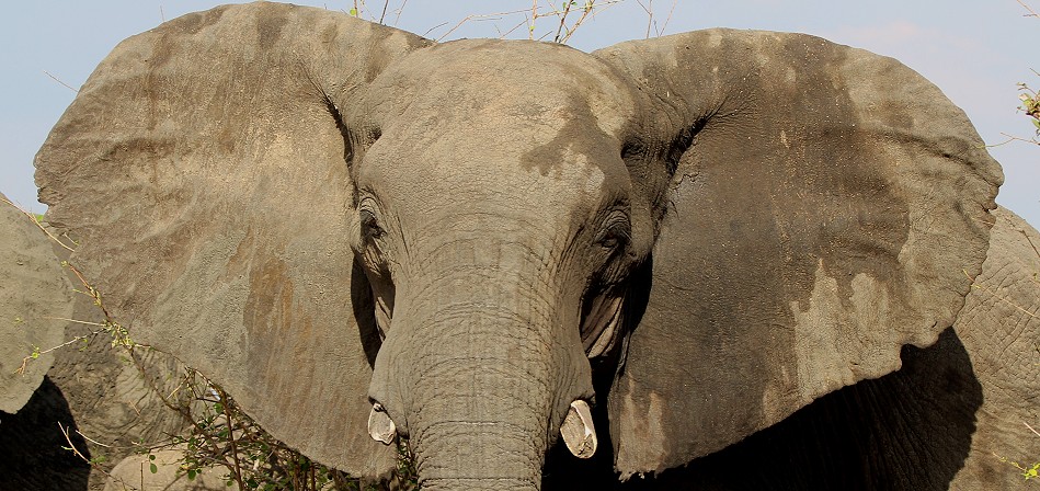 Elefant