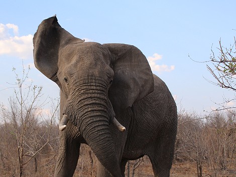 spannende Elefantenbegegnung im Hwange National Park
