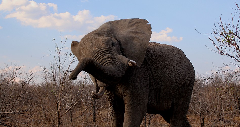 spannende Elefantenbegegnung im Hwange National Park